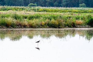 lagoon surrounded by vegetation with water birds