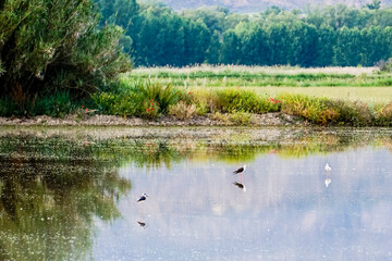 lagoon surrounded by vegetation with water birds