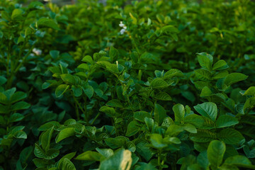 Blooming potato bushes in field
