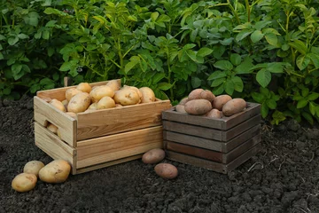 Foto op Plexiglas Wooden boxes with raw gathered potatoes in field © Pixel-Shot
