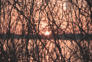 Bush branches before sunset