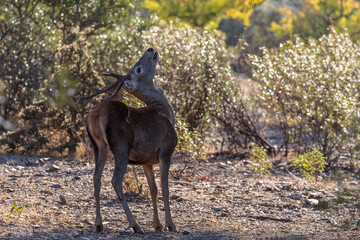 Deer. Monfrague National Park. Spain.