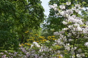 A riot of spring flowers in the botanical garden. Russia, St.Peterburg 