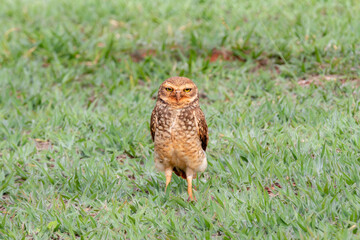 Burrowing owl perched on grass looking straight ahead in selective focus.