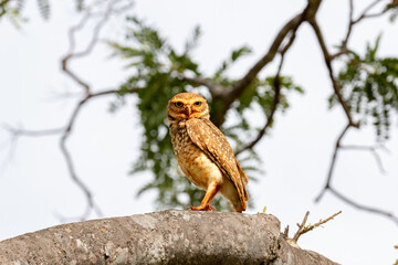 Burrowing owl perched on a tree branch. Close-up