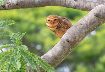 Burrowing owl perched on a tree branch. in selective focus