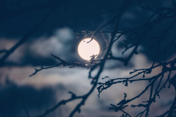 Full Moon behind tree branches at night - midnight cloudscape