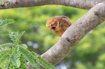 Burrowing owl with nausea vomiting. in selective focus