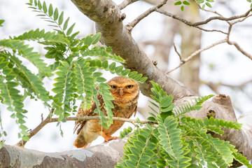 Burrowing owl hidden among the leaves of the tree