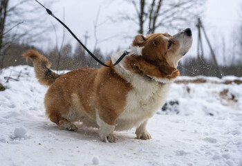 Corgi dog shaking its head