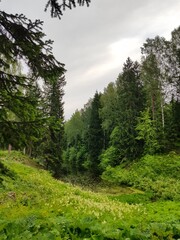 Saturated green colors of trees in Pavlovsky Park. Russia, Pavlovsk 