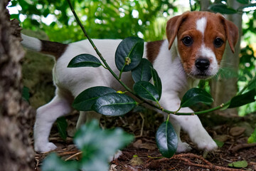 jack russell terrier
