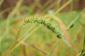 Setaria viridis Wild Plant
