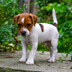 Puppy on Stone 