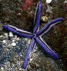 Costa Rica Pacific sea life