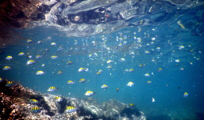 Costa Rica Pacific sea life