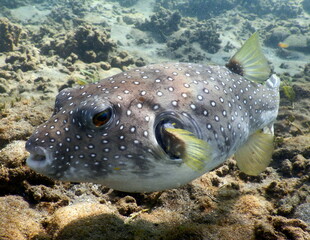 Costa Rica Pacific sea life © Brian