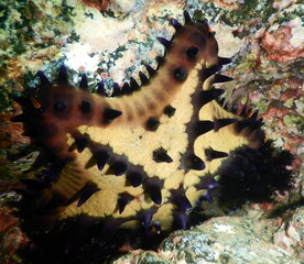 Costa Rica Pacific sea life