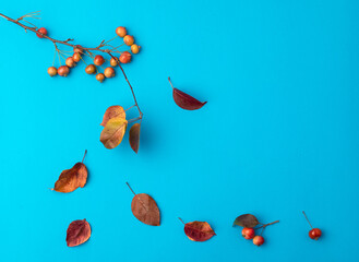 Autumn concept. A spout of wild ornamental apple tree with small red apples and falling leaves on a blue paper background. Text location