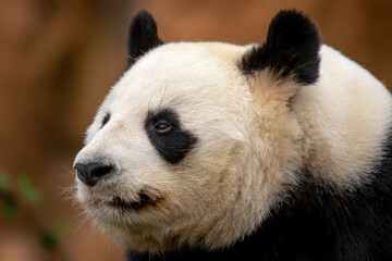 Obraz na płótnie Canvas Giant panda - Ailuropoda melanoleuca