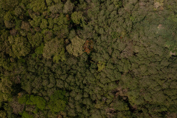 tree tops viewed from above