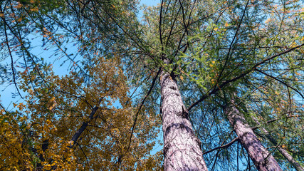 bottom view of the crowns of coniferous and deciduous trees against the blue sky