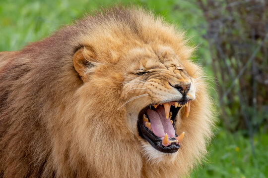 Panthera leo krugeri