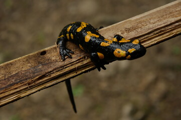 Fire salamander sitting on a stick.