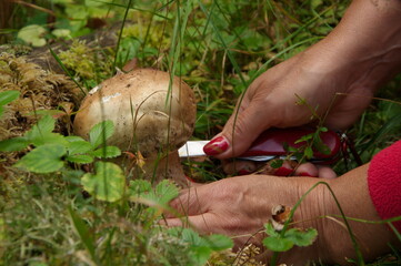 Female hands close-up cut a cep mushroom.