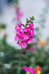 Bright Pink Flowers