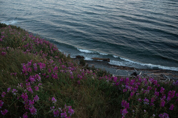 Summer flowers at Dallas Beach in July, Victoria BC
