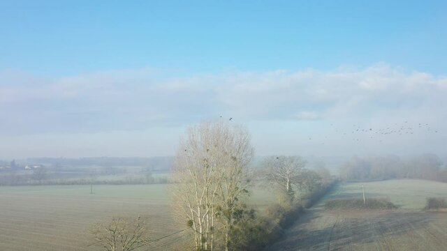 Les oiseaux s'envolent d'un arbre au milieu des champs en Europe, en France, en r&eacute;gion Centre, dans le Loiret, vers Orl&eacute;ans, en Hiver, lors d'une journ&eacute;e ensoleill&eacute;e.
