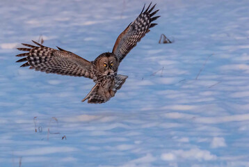 Great grey owl (Strix nebulosa) in flight.