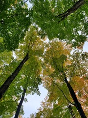 Trees in the forest and sky. 
