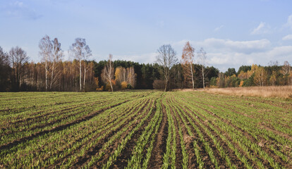 Winter cereal sprouting. Autumn stalks of wheat. Cultivation. Rural landscape with farmland against the backdrop of the forest. Poland Masovia. October