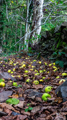 autumn in the woods
apples between brown leaves