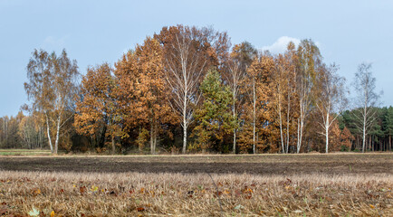 Obraz premium Rural landscape in autumn. Fields and meadows against the backdrop of colorful autumn trees. Poland October