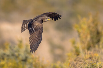 Black kite flying