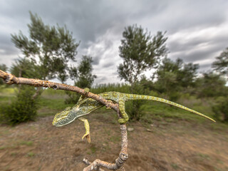 African chameleon climbing on branch in habitat landscape