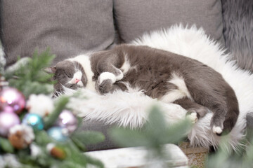 Fototapeta na wymiar Gray cat sleeping near christmas decoration