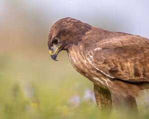 Buzzard perched in grass