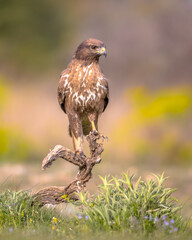 Buzzard perched on log