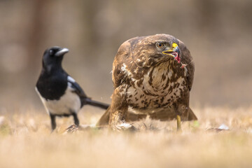 Common Buzzard with prey