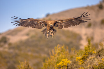 Griffon vulture flying and landing