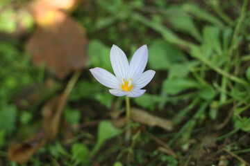 purple plateau flower in meadow