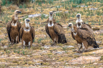 Griffon vultures resting in tree