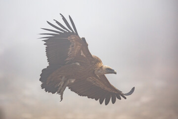Griffon vulture flying in mist