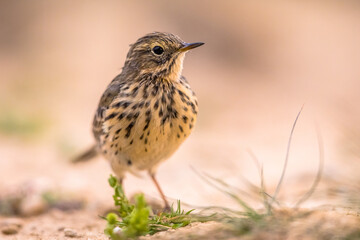 Meadow pipit on bright background