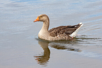 Goose swimming on lake surface isolated in selective focus. Close-up