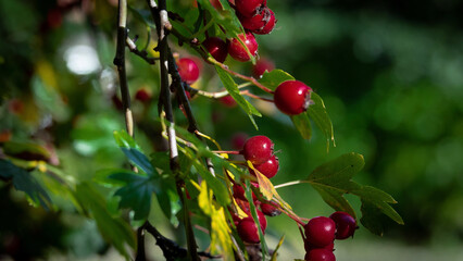 hawthorn on a branch